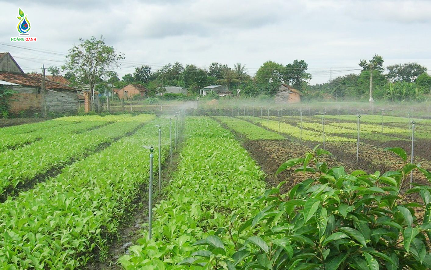 hệ thống tưới nhỏ giọt